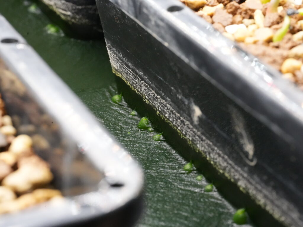 アガベ オテロイ実生の腰水