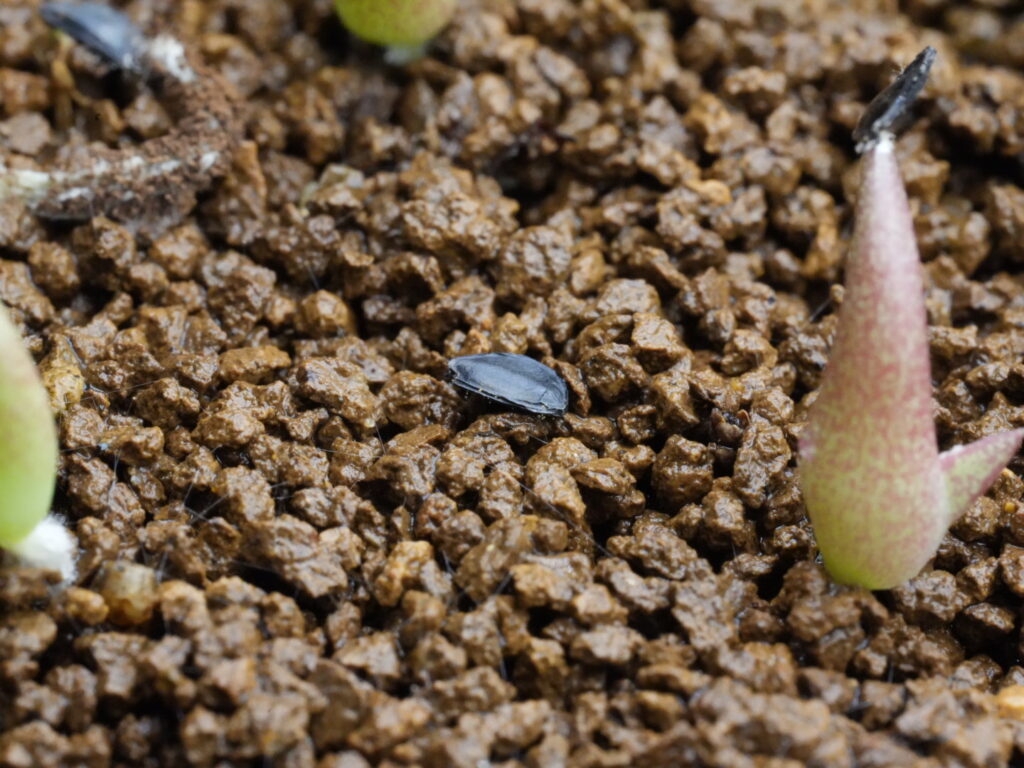 発芽しない種 アガベ オテロイ実生