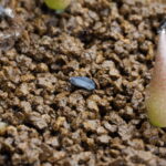 アガベ オテロイ実生 種まきのやり方①｜播種から発芽までの育成記録