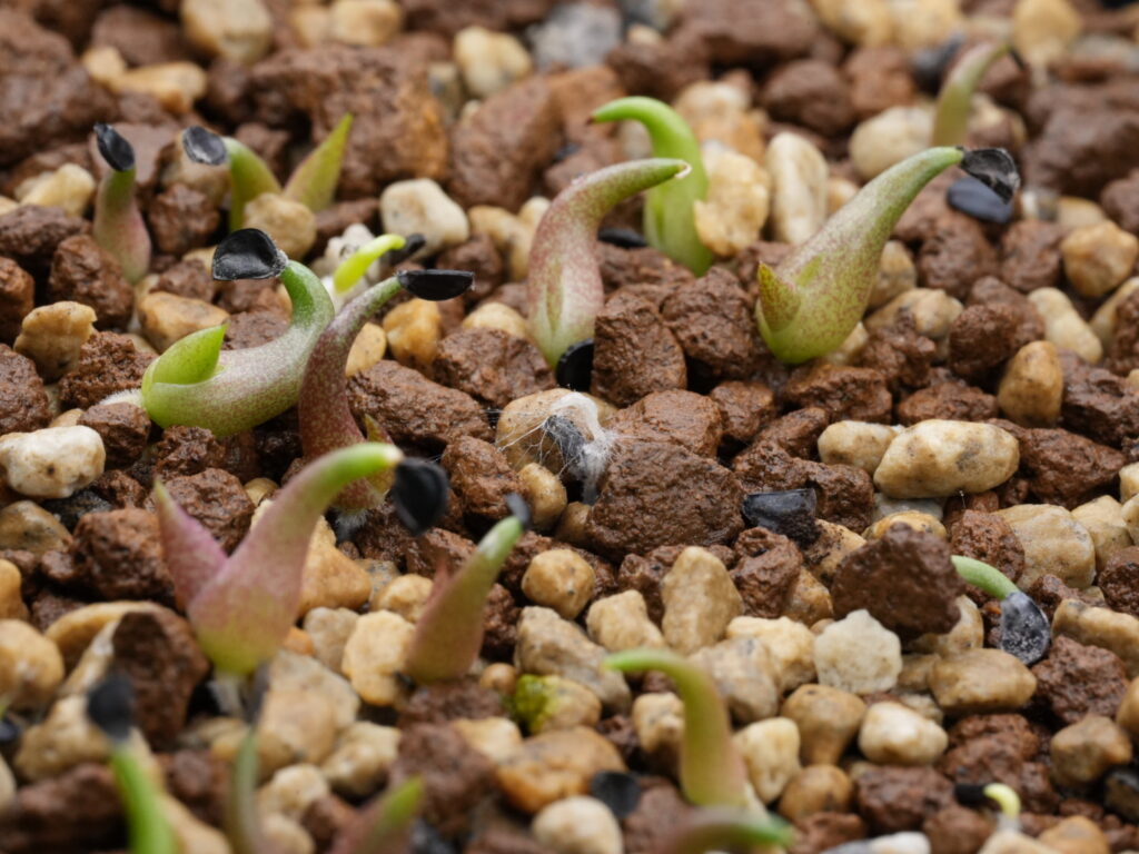カビが生えた種 アガベ オテロイ実生