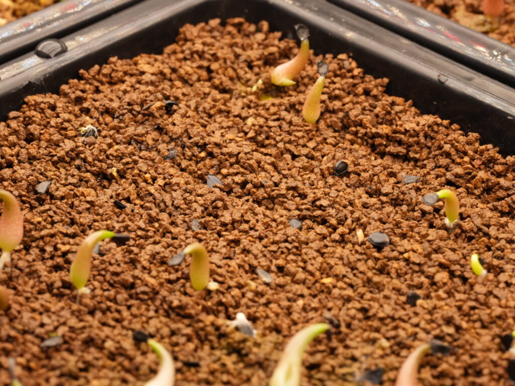 発芽しない種を取り除く アガベ オテロイ実生