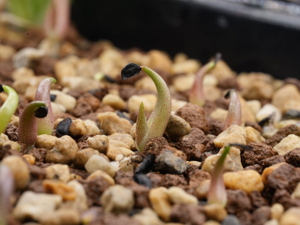 双葉株 アガベ オテロイ実生