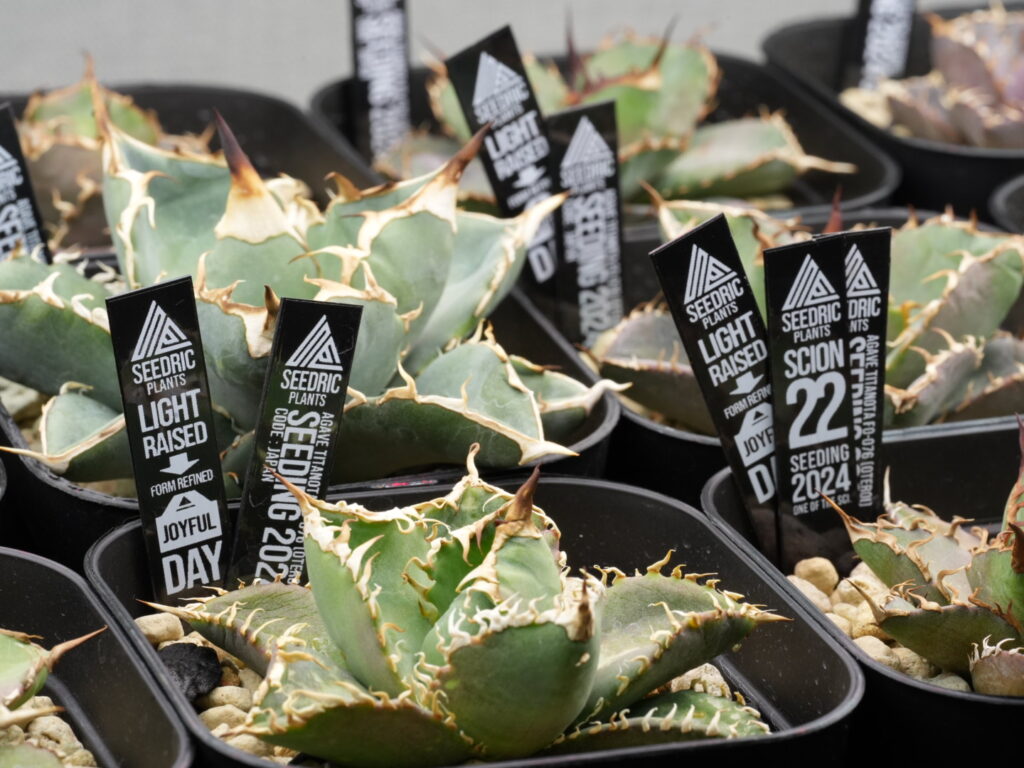 プランツタグ 2025年3月 アガベ オテロイ実生