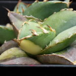 アガベ 錦と斑入りの違い｜オテロイ実生の斑入り個体