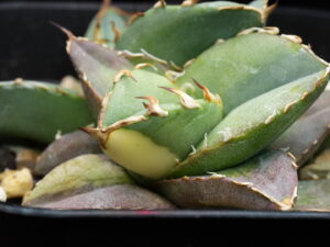 投稿についてもっと詳しく アガベ 錦と斑入りの違い｜オテロイ実生の斑入り個体