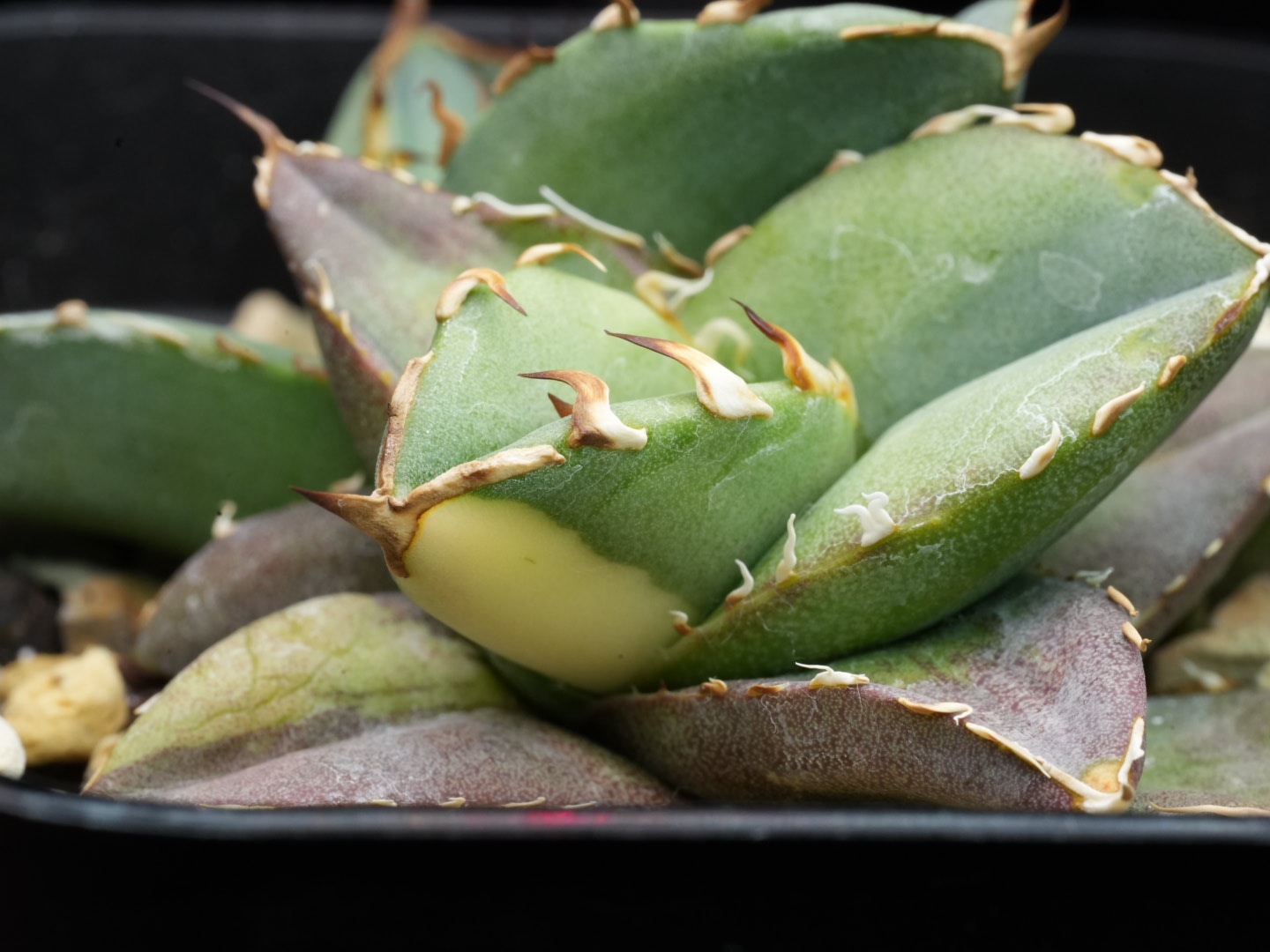 あなたが現在見ているのは アガベ 錦と斑入りの違い｜オテロイ実生の斑入り個体