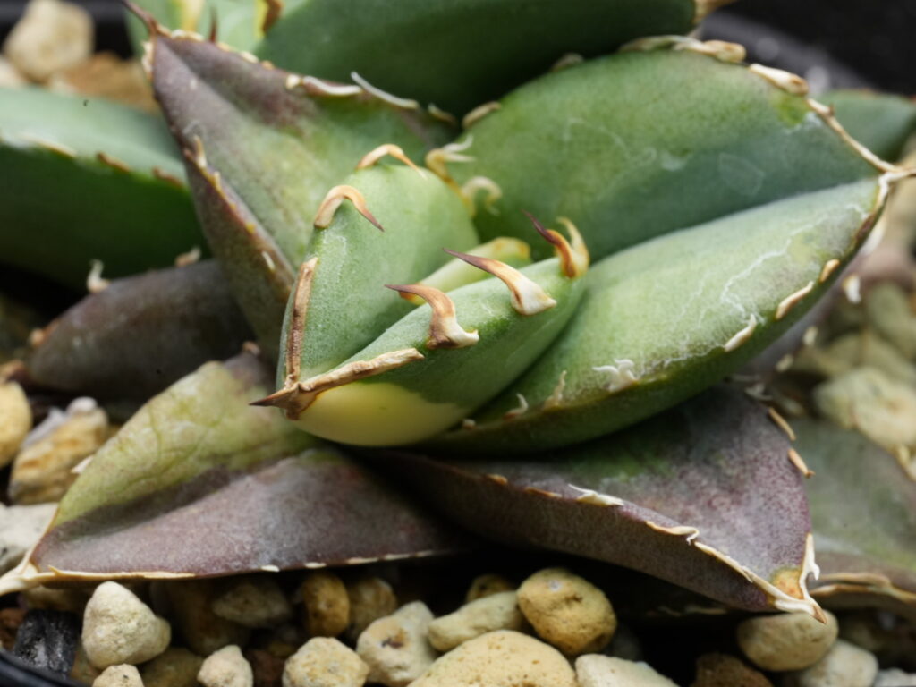 アガベの実生斑入り オテロイ実生