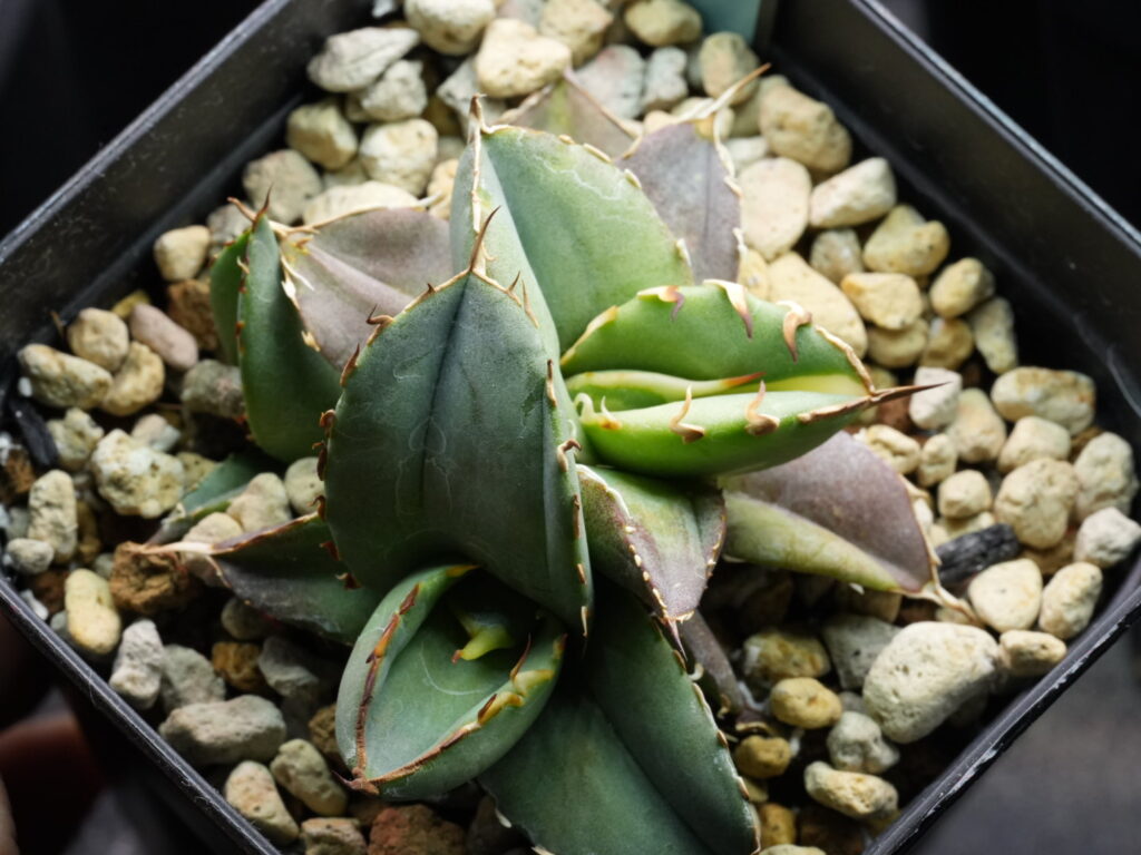 アガベの実生斑入り 3頭オテロイ実生