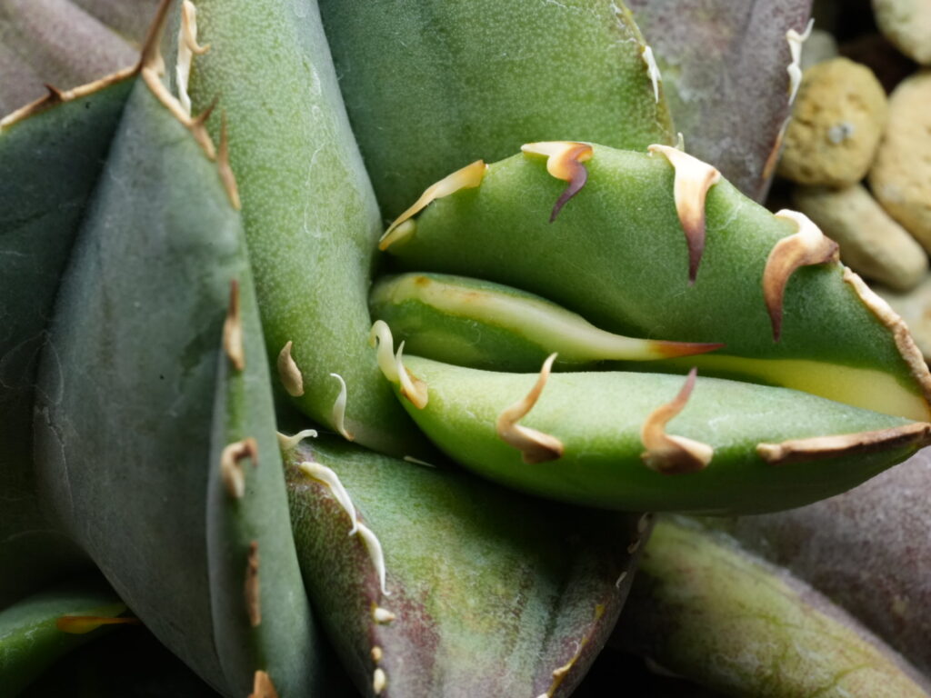 バックドロップが出始めたアガベ オテロイ実生斑入り