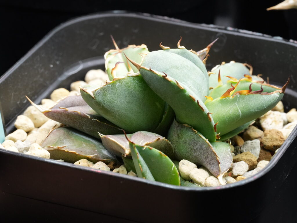 アガベ オテロイ実生 斑は引き継ぐのか