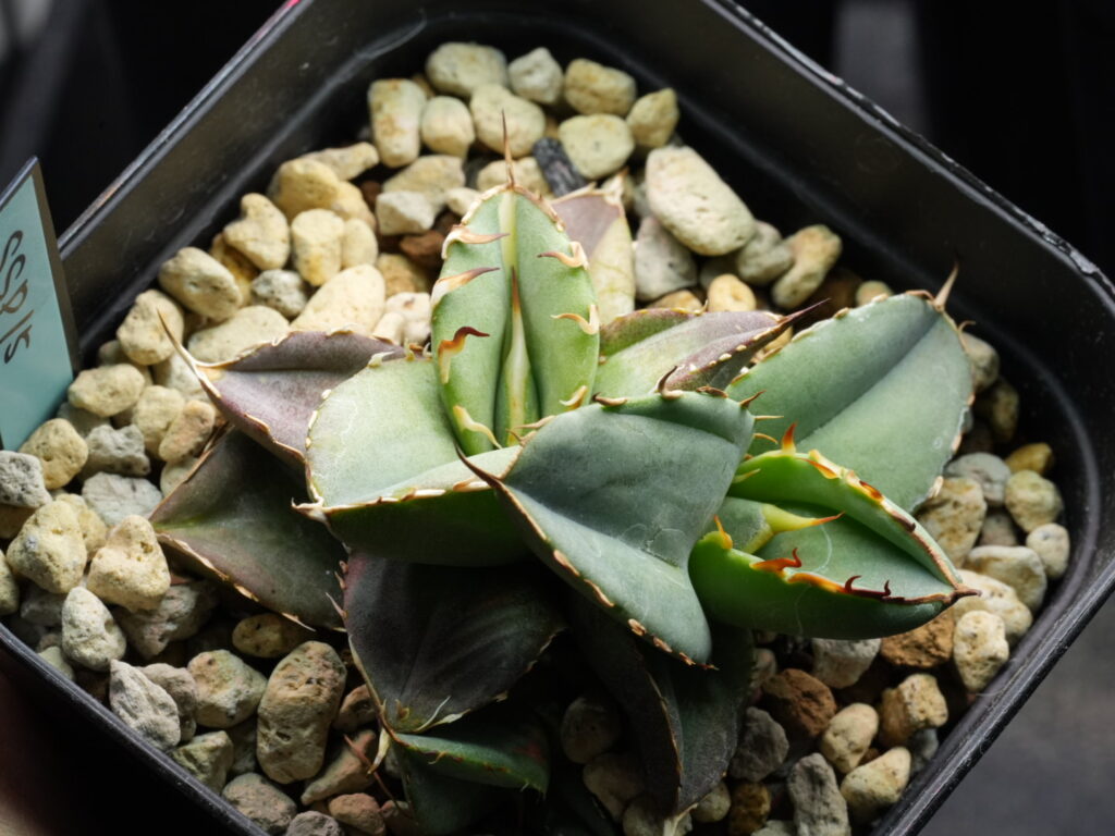 アガベ オテロイ実生 斑は引き継ぐのか