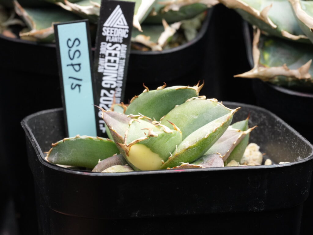 アガベ オテロイ実生 中斑