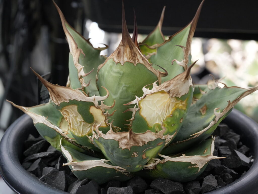 アガベの葉焼け