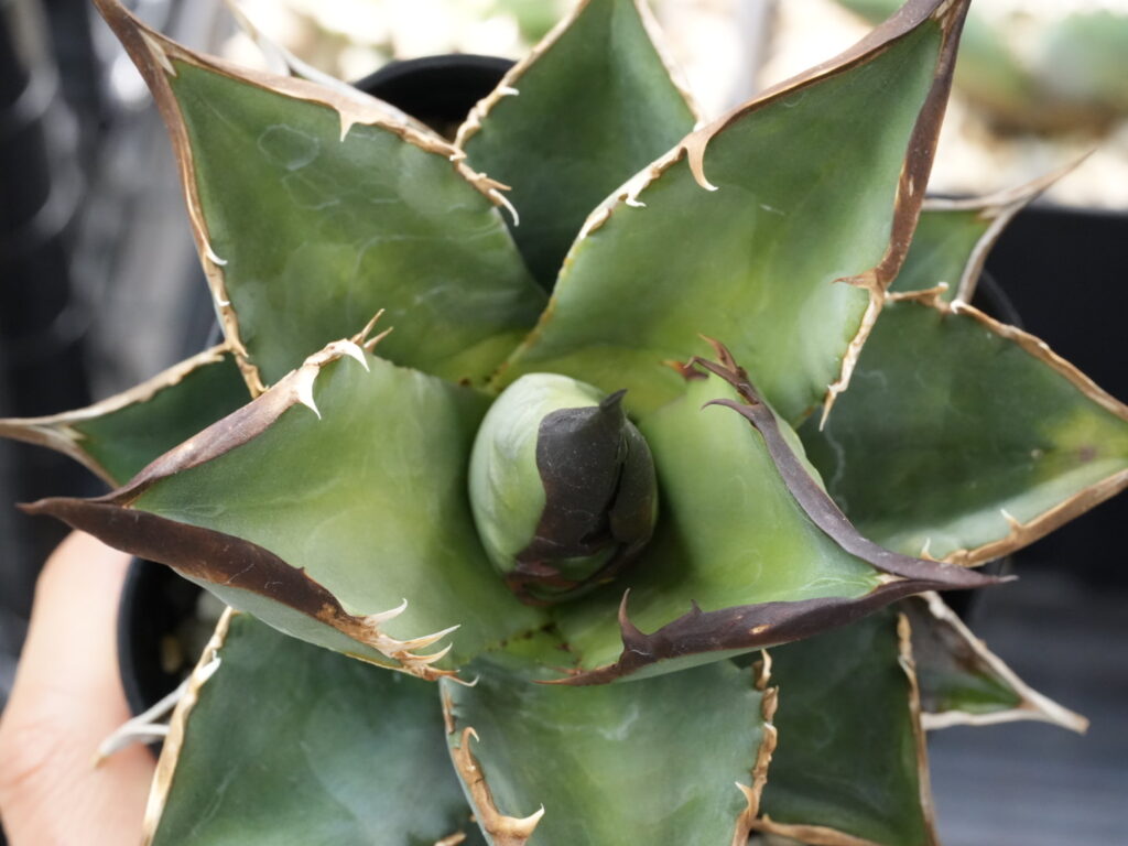 アガベの徒長した姿