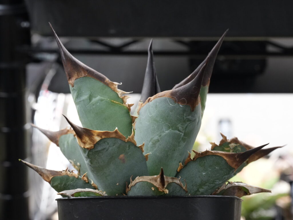 アガベの徒長した姿