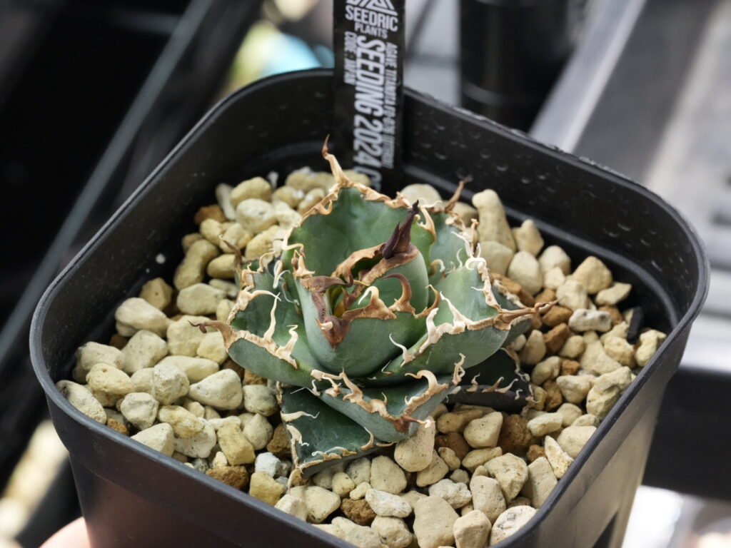 アガベの水やりは用土が乾いたらあげる