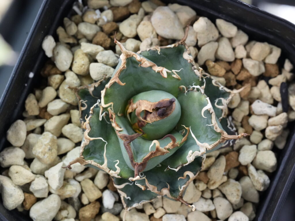 アガベの徒長の原因と直し方