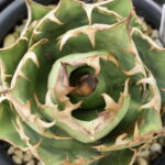 アガベ 徒長の原因と育て方｜短葉に締める方法