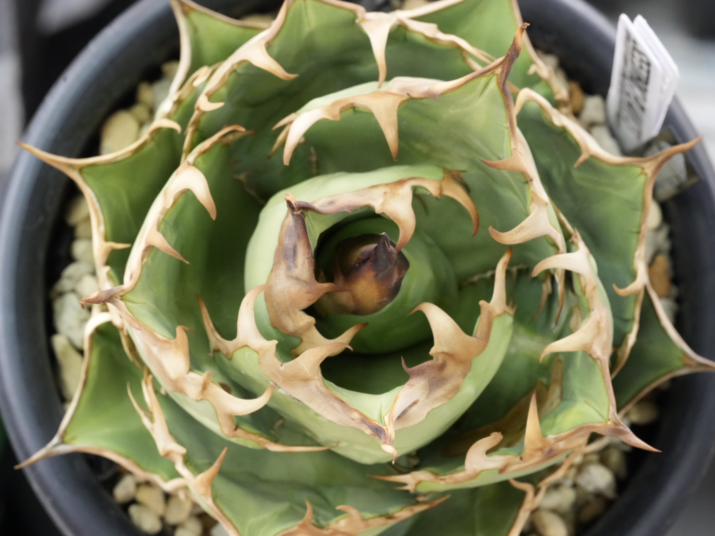 あなたが現在見ているのは アガベ 徒長の原因と育て方｜短葉に締める方法