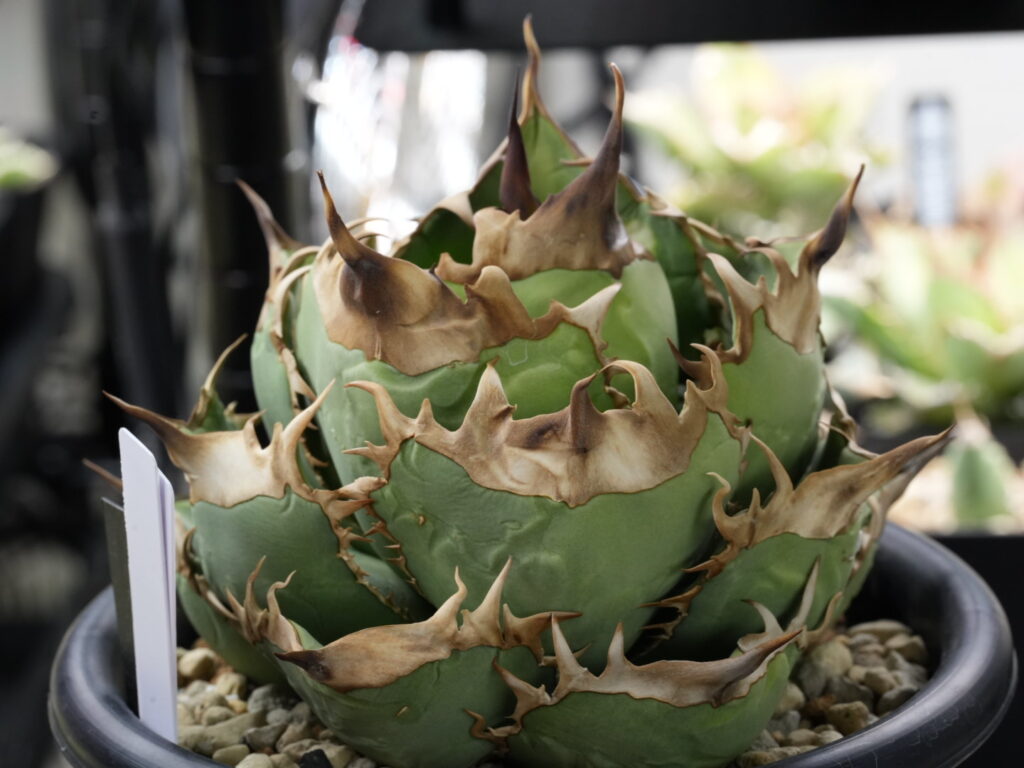 徒長せずに成長しているアガベ