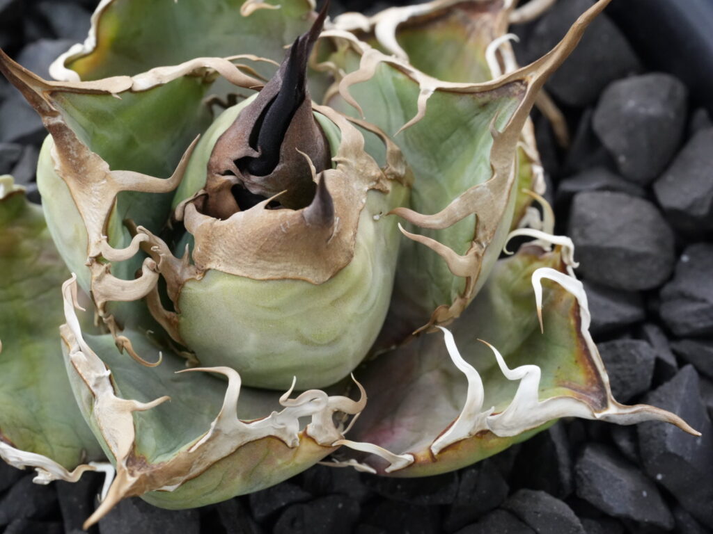 徒長せずに成長しているアガベ