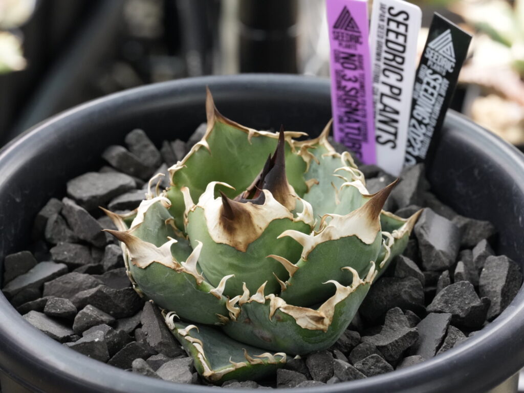 アガベの徒長、原因と育て方