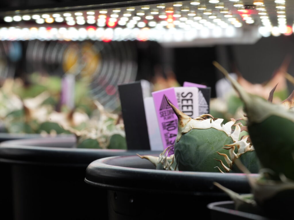 アガベの室内LED育成