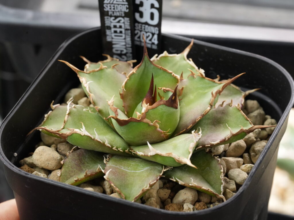 アガベの締まった、低重心な姿