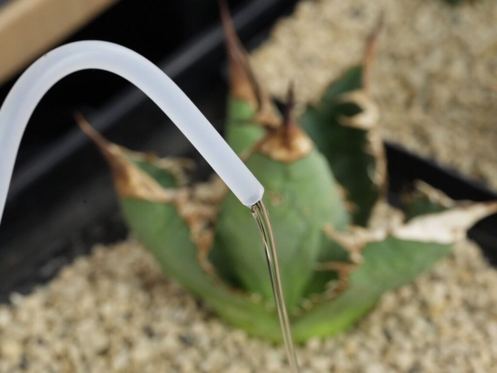 アガベの水やり