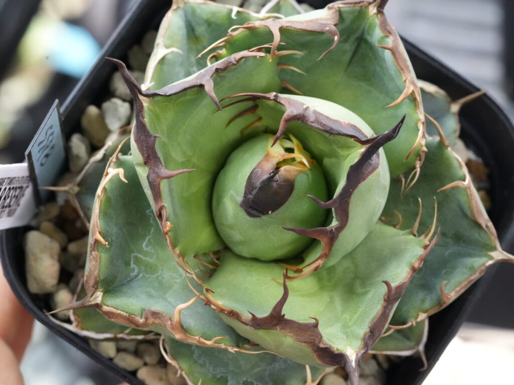 アガベを締める。短葉、低重心にする。