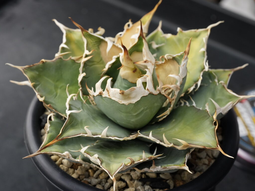 アガベの葉数は重要