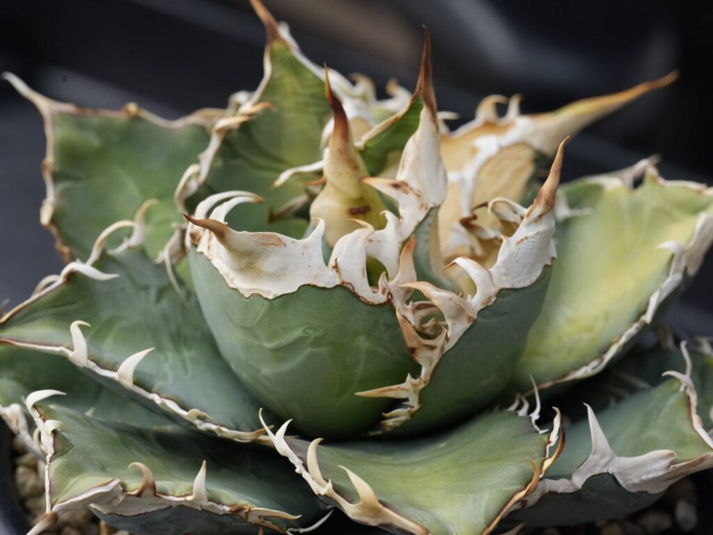 アガベの胴切り、切る位置を決める