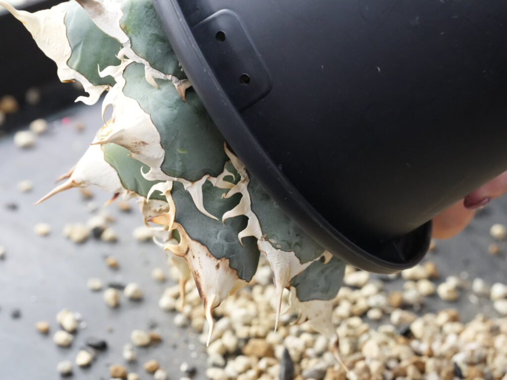 アガベを鉢から抜く