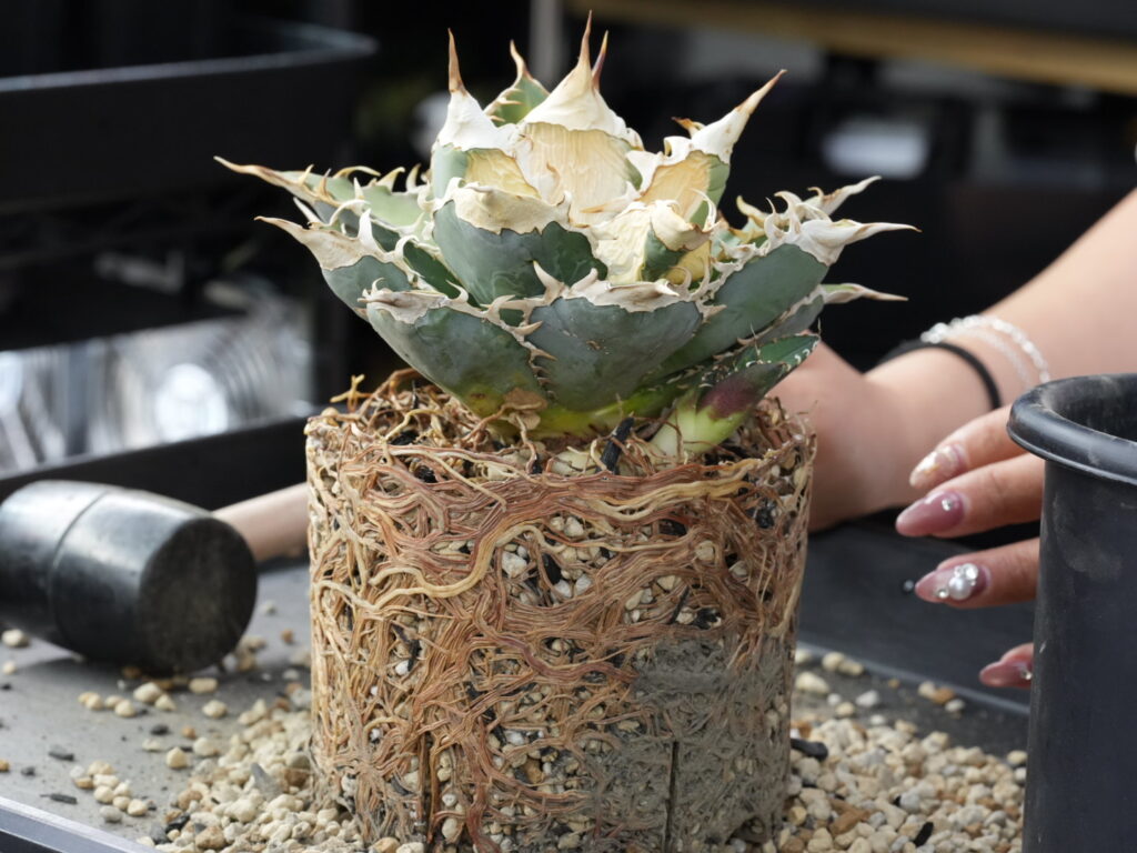 アガベの充実した根（根鉢）