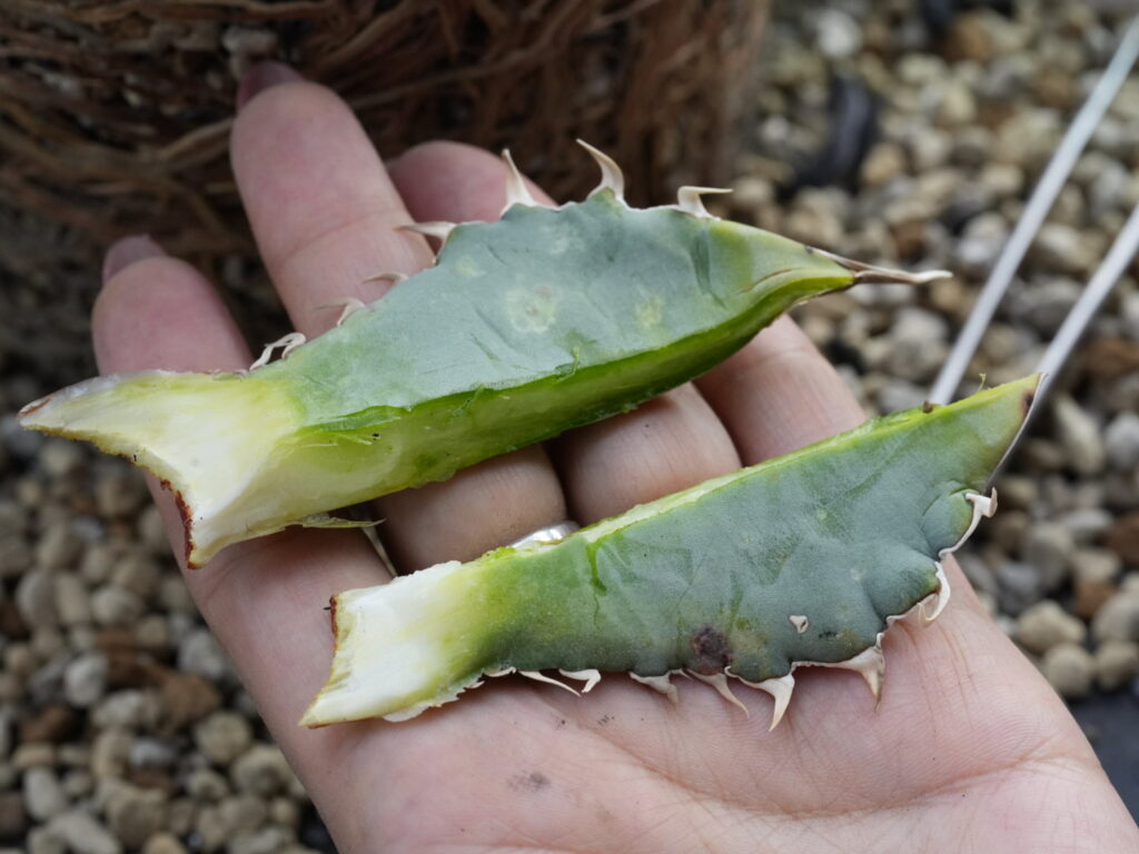 外したアガベの下葉