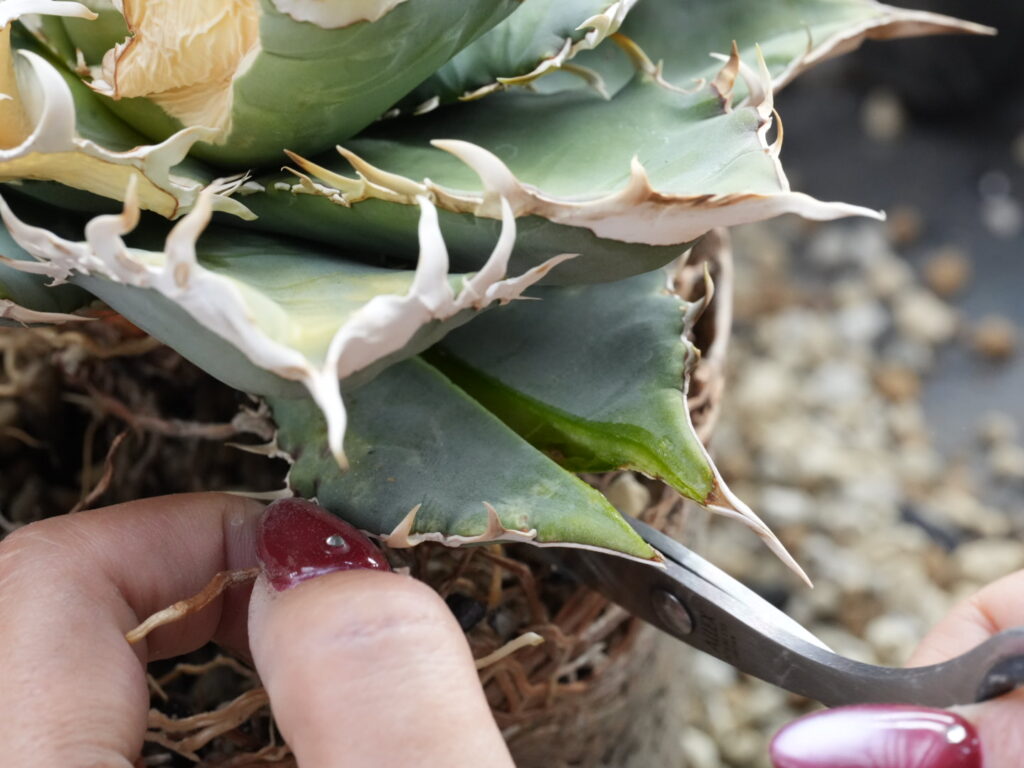 下葉をハサミで縦に切る