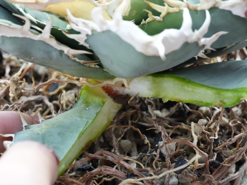 アガベの下葉の外し方