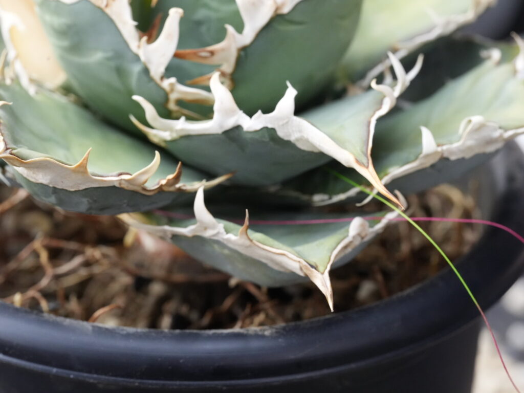 PEラインを胴切りしたい箇所に巻き付ける