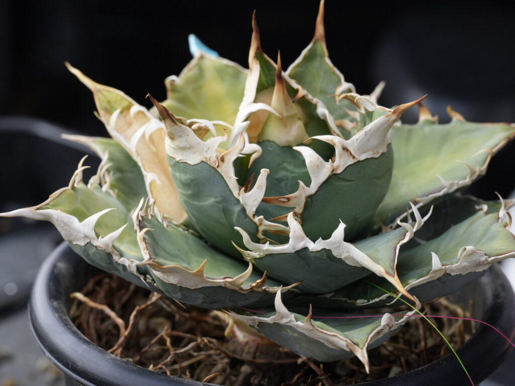 アガベの胴切り、切る位置を決める