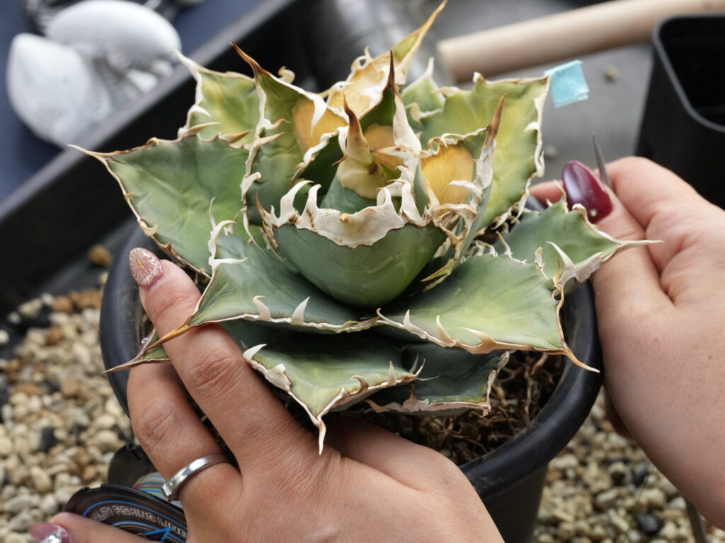 アガベの胴切り