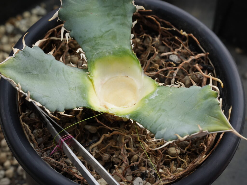 胴切りしたアガベの胴