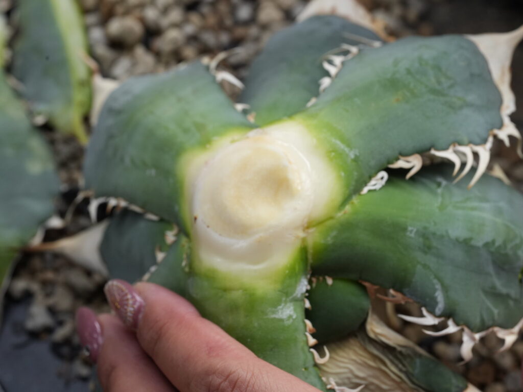 胴切りしたアガベの胴切り天