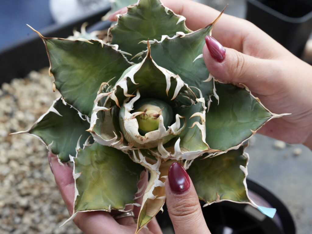 アガベの胴切り