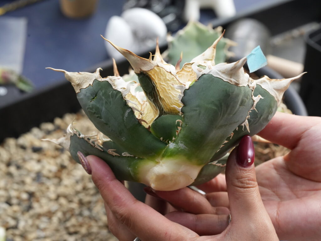 胴切りしたアガベの胴切り天