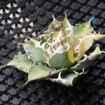 アガベの胴切りのやり方｜成功と失敗例・子株を増やすコツ