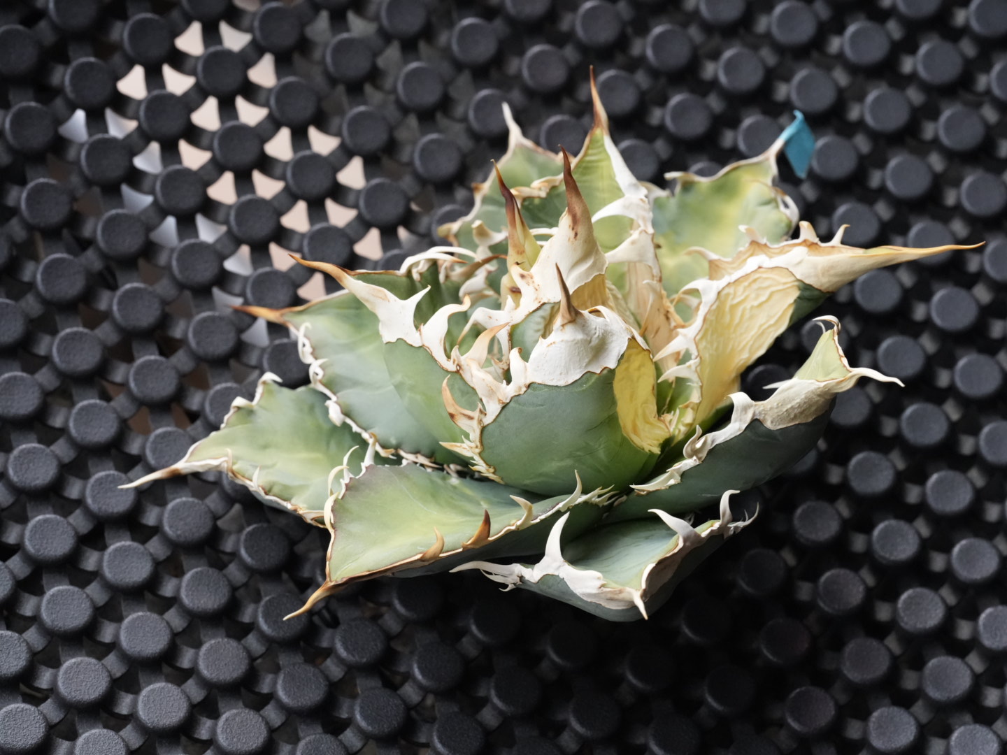 あなたが現在見ているのは アガベの胴切りのやり方｜成功と失敗例・子株を増やすコツ