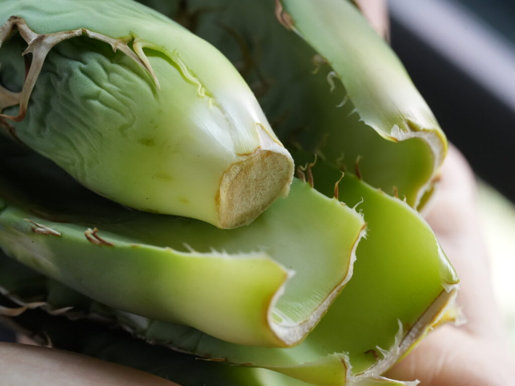 アガベ胴切りの失敗例