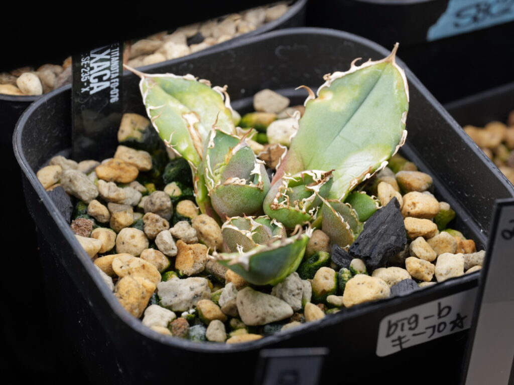 アガベの胴切り子株