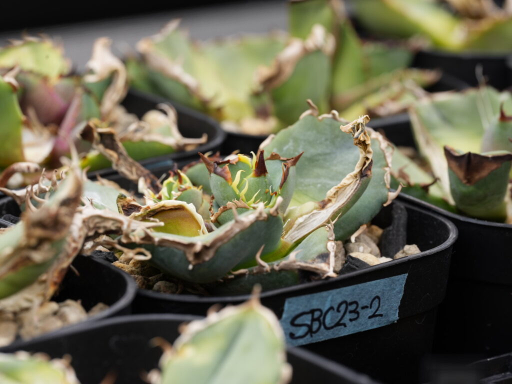 アガベの胴切り子株