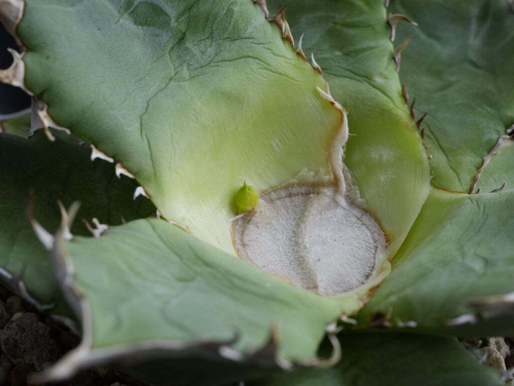 アガベの胴切り子株